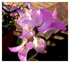 Bougainvillea