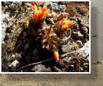 Gara�ona de Alta Monta�a (Castilleja tolucensis)