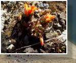 Gara�ona de Alta Monta�a (Castilleja tolucensis)
