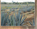 Ausgangsmaterial: Die blaue Agave