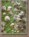 Im Garten