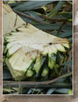 Es dauert acht bis neun Jahre, bis eine Agave geerntet werden kann