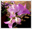 Bougainvillea