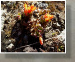 Gara�ona de Alta Monta�a (Castilleja tolucensis)
