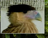 Tecolutla, lachender Falke (Herpetotheres cachinnans) 