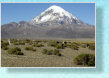  Sajama mit Tieren