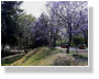Jacaranda-Bl�te