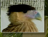 Tecolutla, lachender Falke (Herpetotheres cachinnans) 