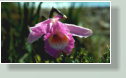 Die Pflanzengattung Sobralia gehört zur Familie der Orchideen (Orchidaceae). Die etwa 165 Arten sind in Mittel- und Südamerika verbreitet.