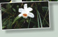 Familie der Orchideen (Orchidaceae). Die etwa 165 Arten sind in Mittel- und Südamerika verbreitet.