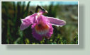 Die Pflanzengattung Sobralia gehört zur Familie der Orchideen (Orchidaceae). Die etwa 165 Arten sind in Mittel- und Südamerika verbreitet.