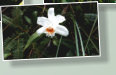 Familie der Orchideen (Orchidaceae). Die etwa 165 Arten sind in Mittel- und Südamerika verbreitet.