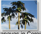 Papaya in Coroico