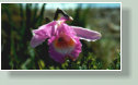 Die Pflanzengattung Sobralia geh�rt zur Familie der Orchideen (Orchidaceae). Die etwa 165 Arten sind in Mittel- und S�damerika verbreitet.