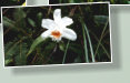 Familie der Orchideen (Orchidaceae). Die etwa 165 Arten sind in Mittel- und S�damerika verbreitet.