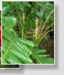 Villa Tunari/Chapare (2003)
