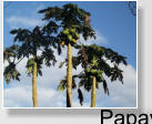 Papaya in Coroico
