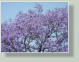 Bosque de Chapultepec, Jacarandabl�te