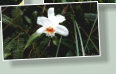 Familie der Orchideen (Orchidaceae). Die etwa 165 Arten sind in Mittel- und S�damerika verbreitet.