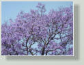 Bosque de Chapultepec, Jacarandabl�te