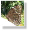 Morpho spec.