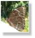 Morpho spec.