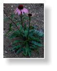 Echinacea purpurea