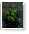 Ginko