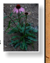 Echinacea purpurea