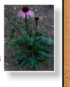 Echinacea purpurea