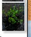 Ginko