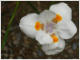 Gro�e Wildiris